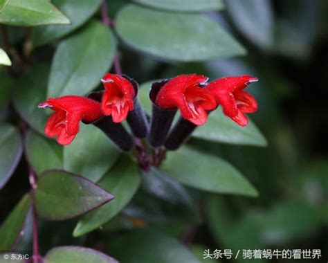 口紅花照顧|口紅花的養殖方法和注意事項